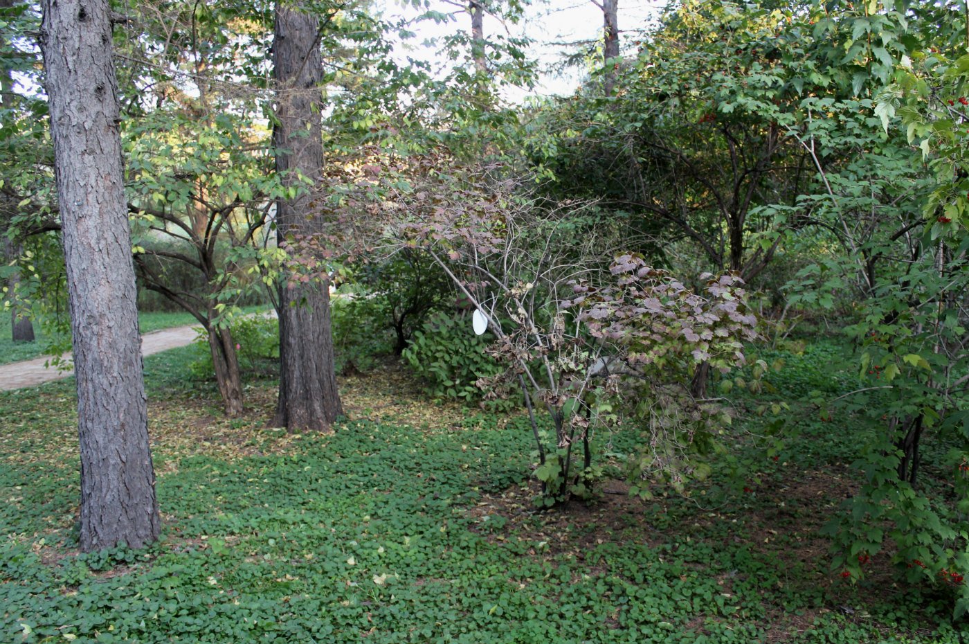 Image of Viburnum koreanum specimen.