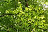 Fagus &times; taurica