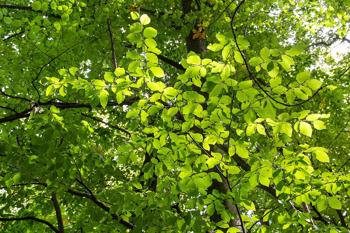 Изображение особи Fagus × taurica.