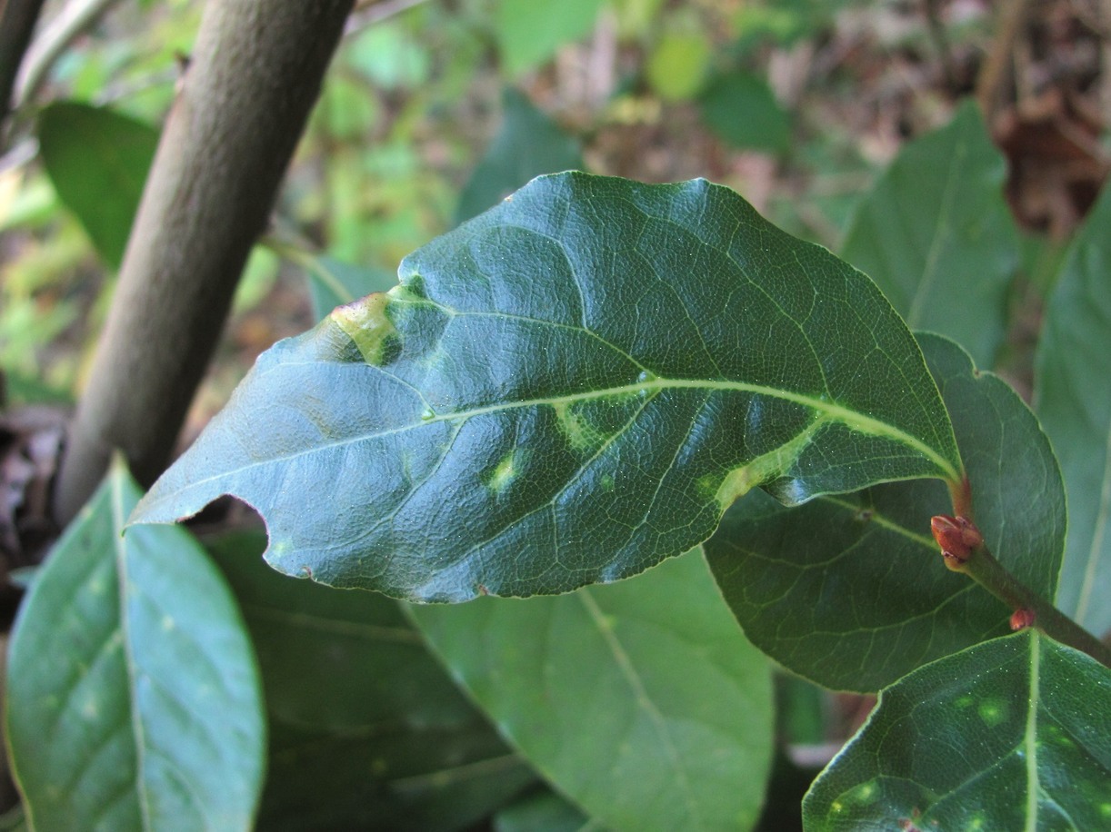 Изображение особи Laurus nobilis.