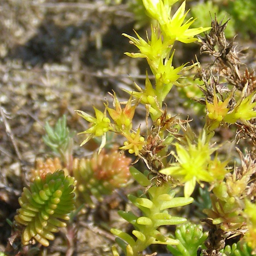 Изображение особи Sedum sexangulare.