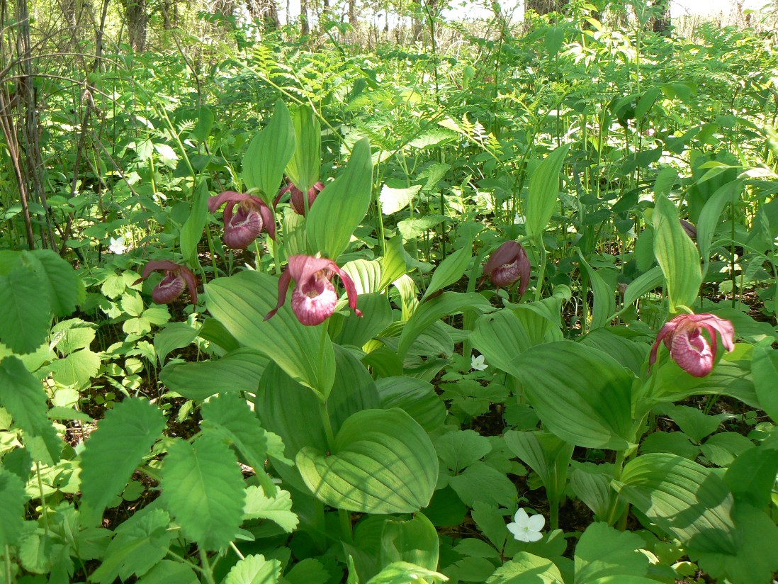 Изображение особи Cypripedium &times; ventricosum.