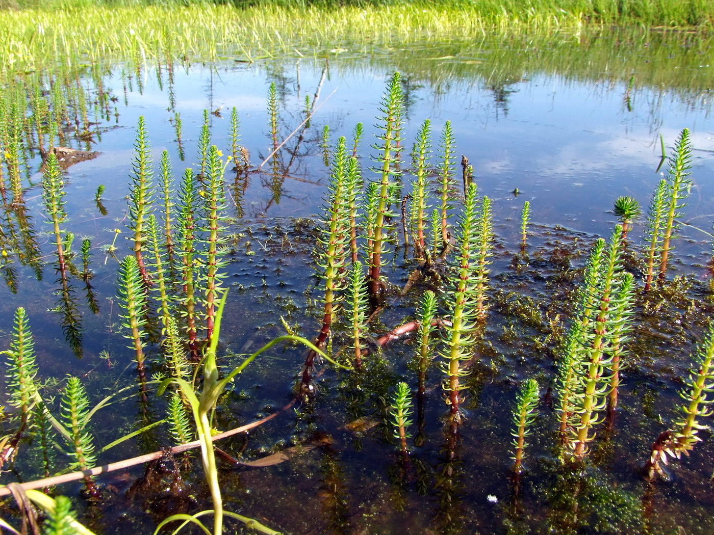 Изображение особи Hippuris vulgaris.