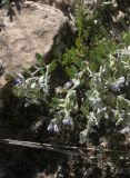 Polygala hohenackeriana