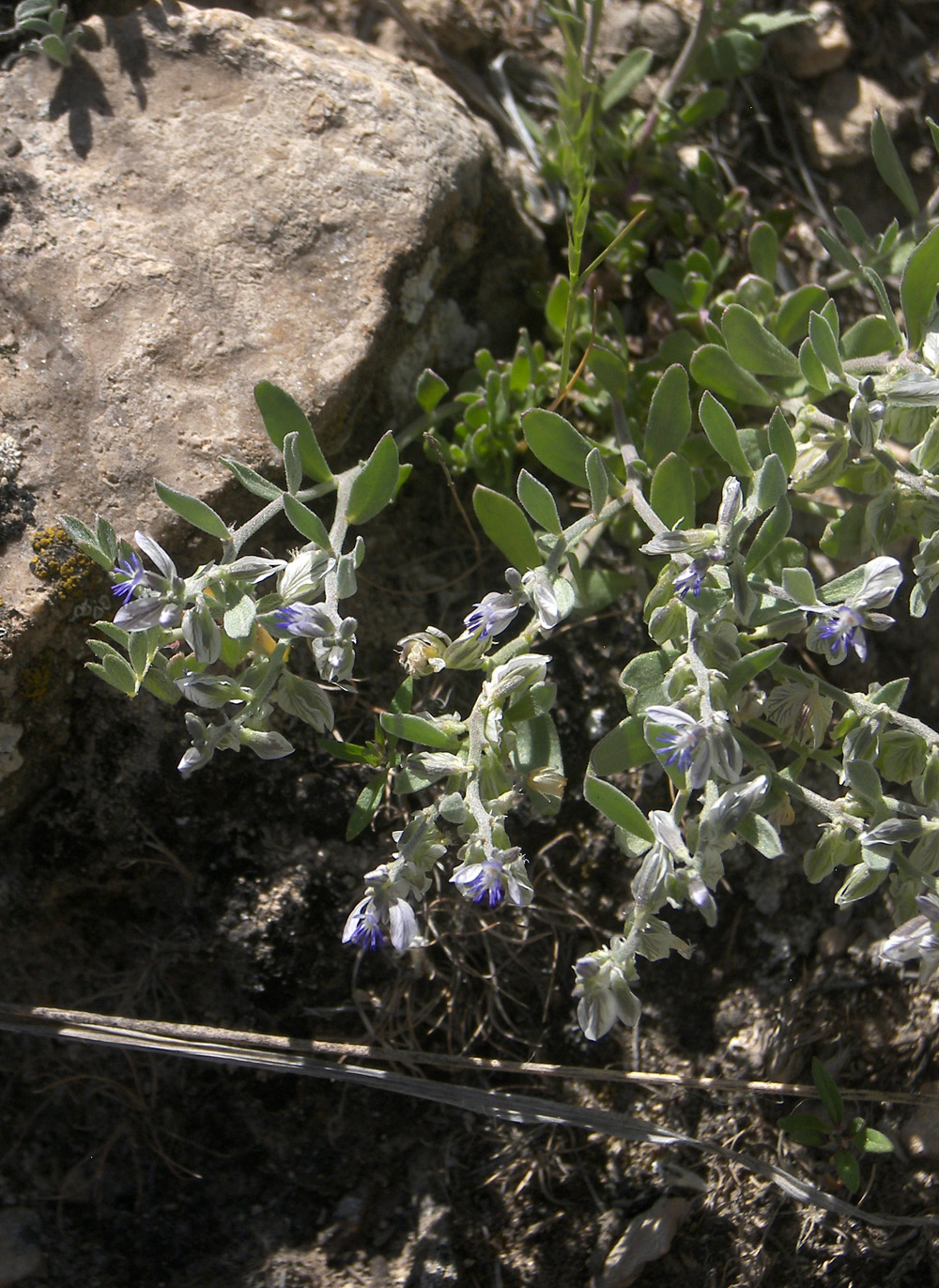 Изображение особи Polygala hohenackeriana.