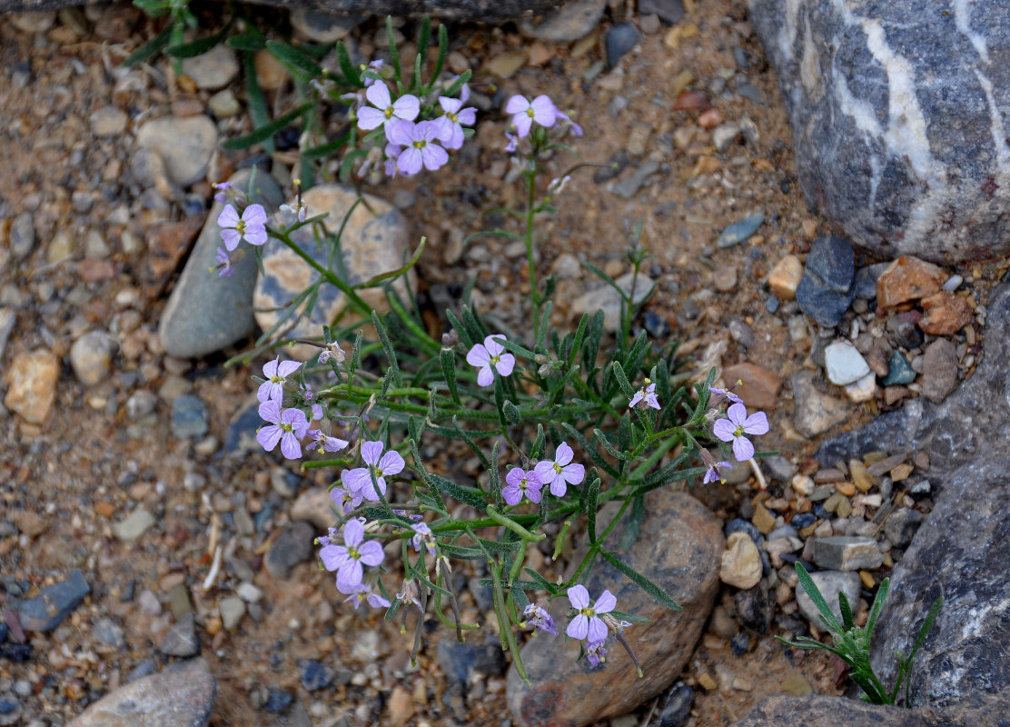 Image of Dontostemon perennis specimen.