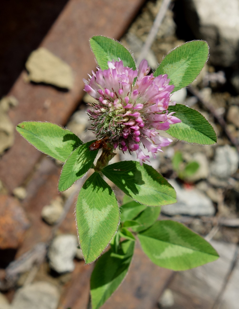 Изображение особи Trifolium pratense.