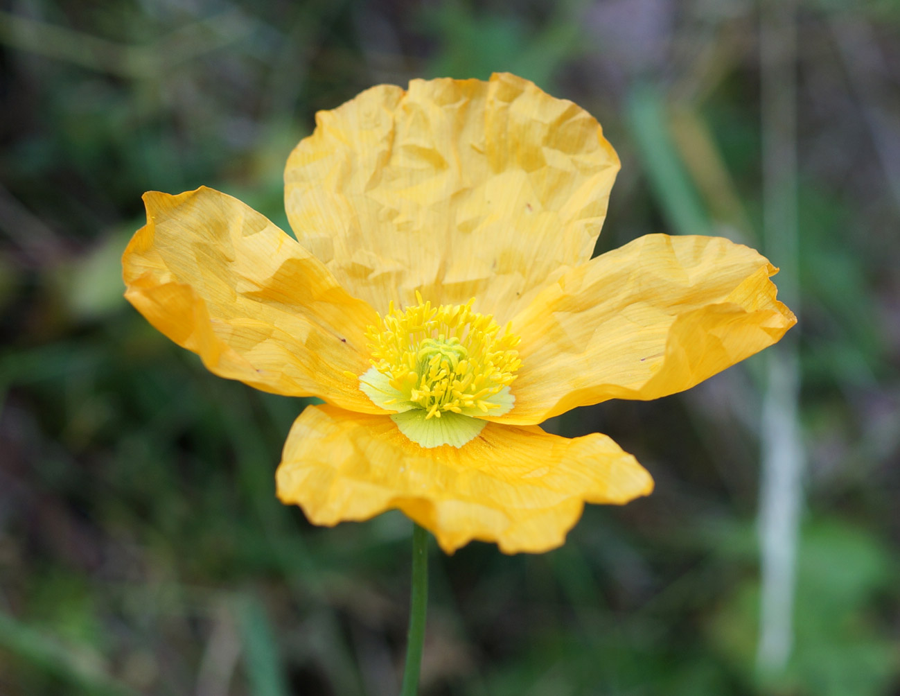 Изображение особи Papaver croceum.