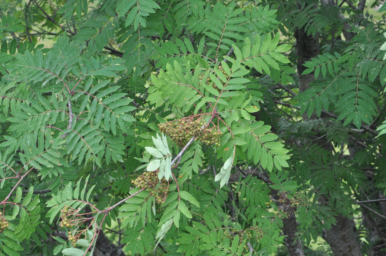 Image of Sorbus aucuparia specimen.