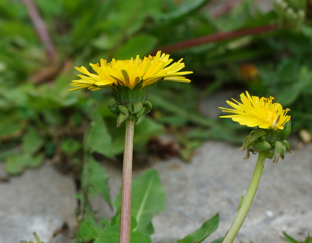 Изображение особи Taraxacum officinale.