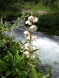 Pyrola rotundifolia. Соцветие. Казахстан, Туркестанская обл., Толебийский р-н, территория Сайрам-Угамского национального парка; Угамский хр., долина р. Сайрам-Су, ≈ 2000 м н.у.м., берег реки. 03.07.2019.