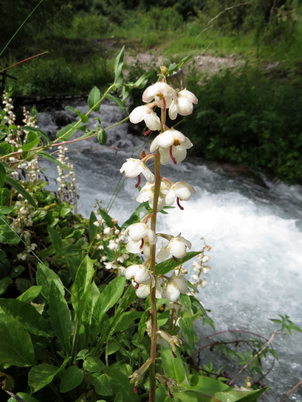 Image of Pyrola rotundifolia specimen.