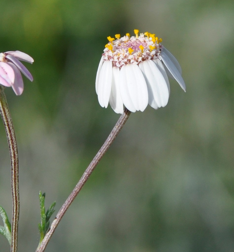 Изображение особи Anthemis tricolor.