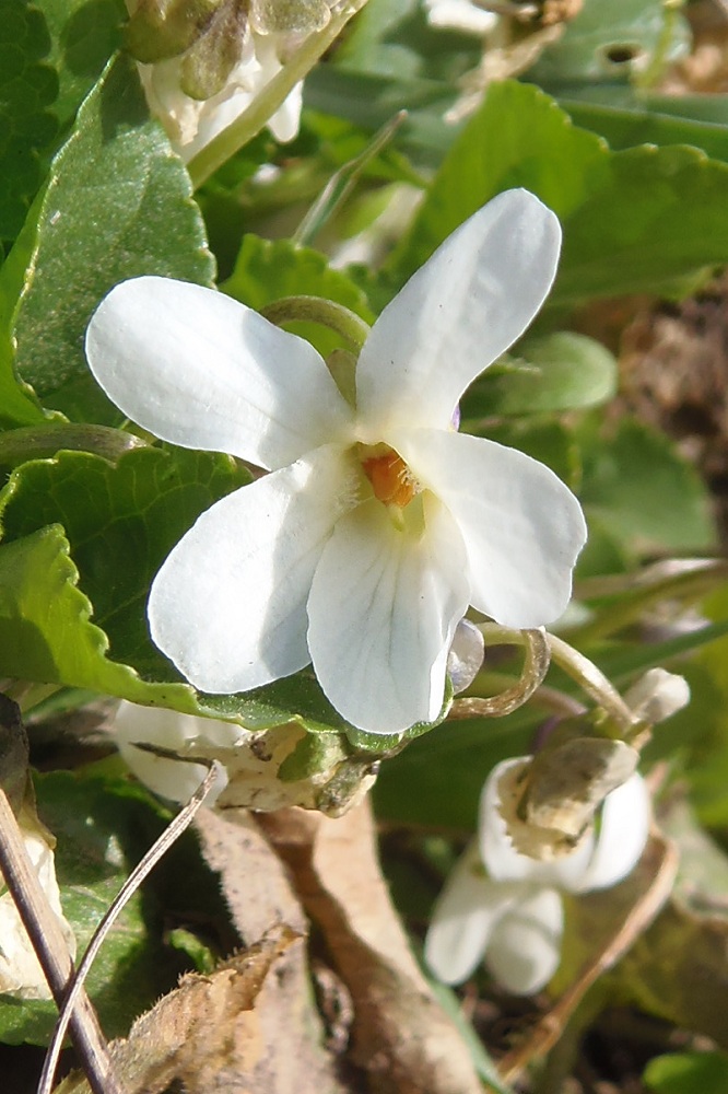 Image of genus Viola specimen.