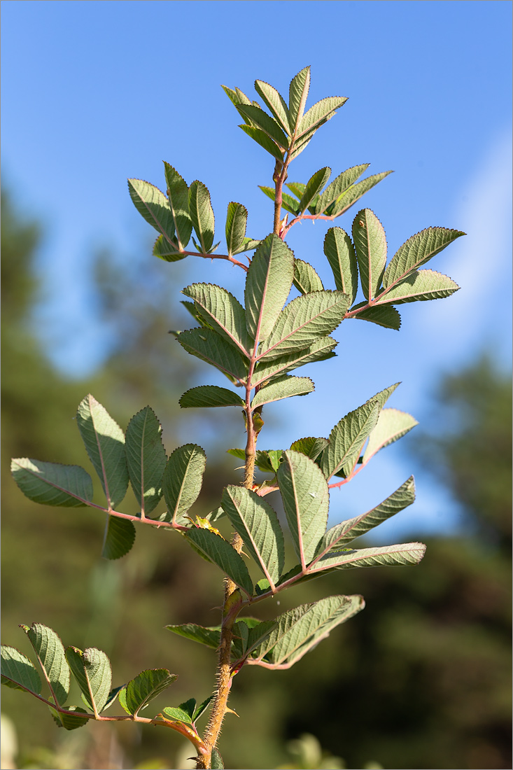 Image of Rosa cinnamomea specimen.