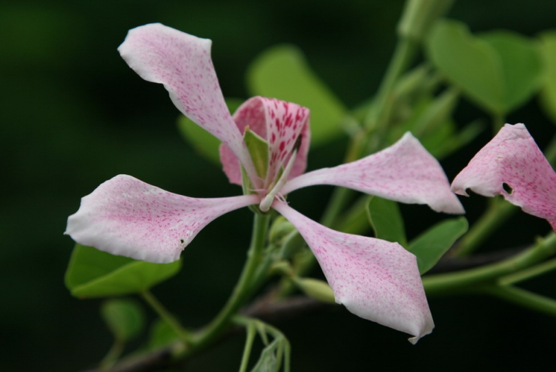 Image of Bauhinia monandra specimen.