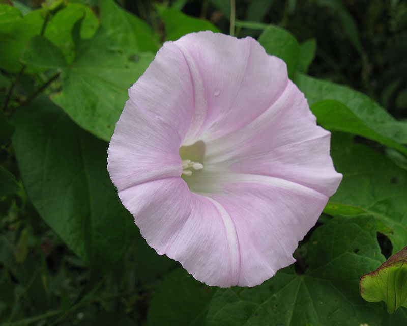 Изображение особи Calystegia spectabilis.