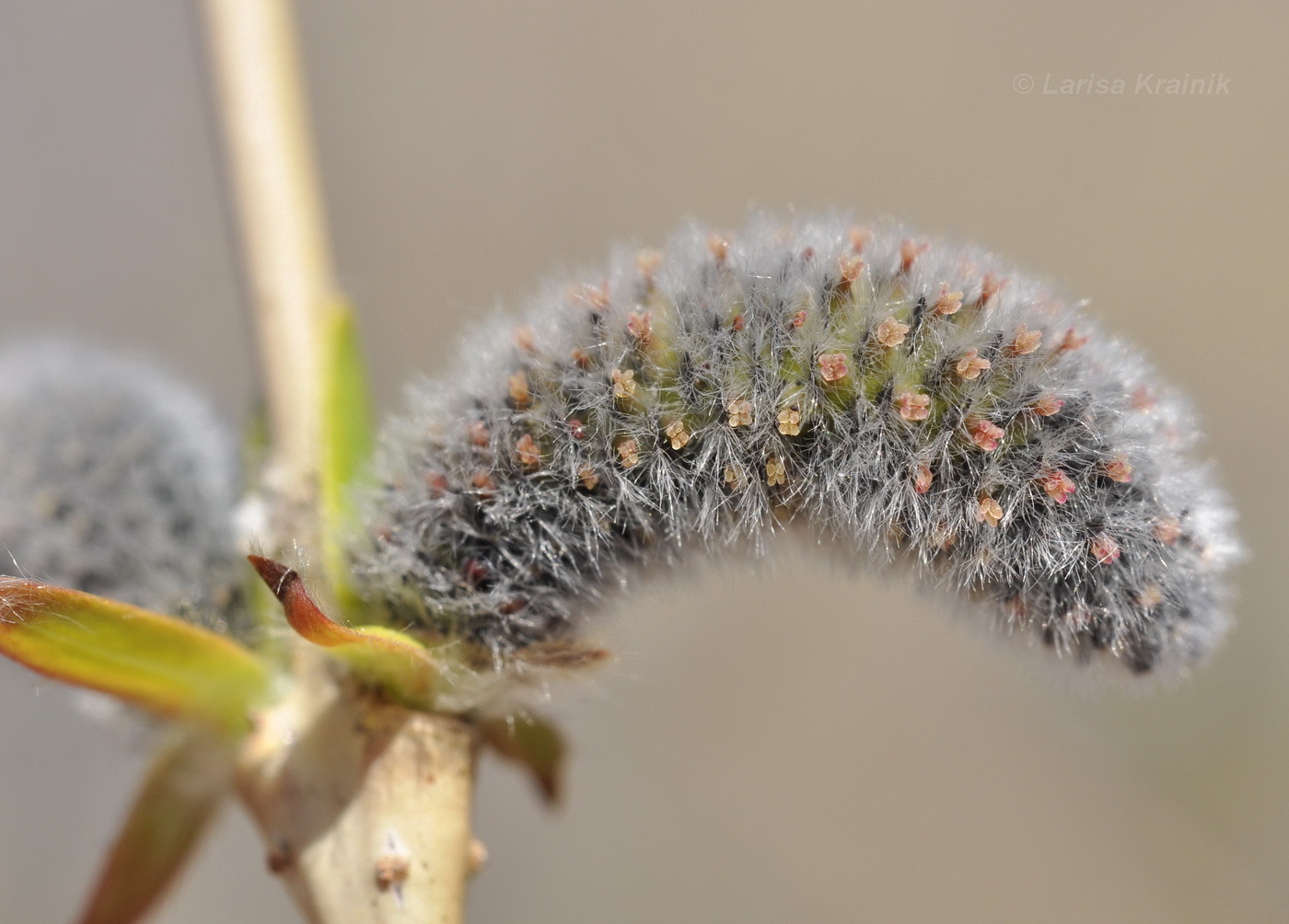 Image of Salix integra specimen.