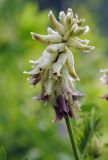 Astragalus uliginosus. Соцветие. Республика Алтай, Шебалинский р-н, горное редколесье на гребене отрога г. Соловковая, около 650 м н.у.м. 28.07.2010.