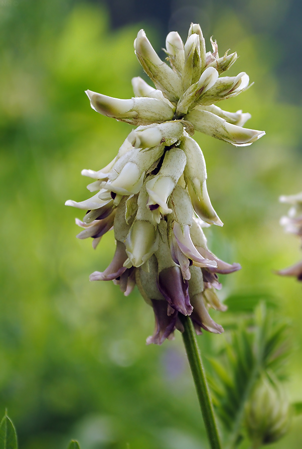 Изображение особи Astragalus uliginosus.