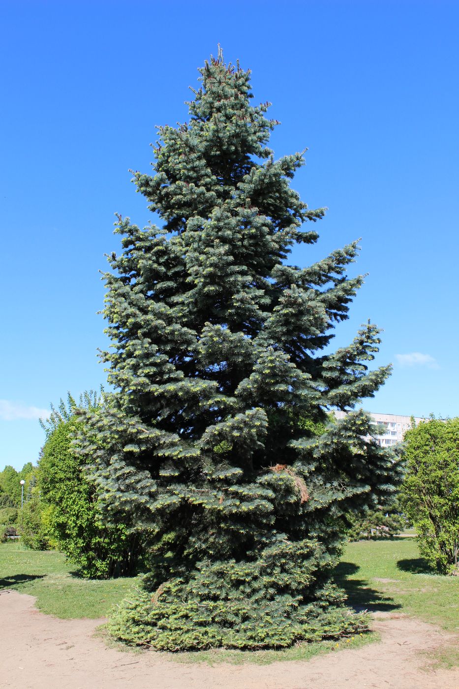 Image of Abies concolor specimen.