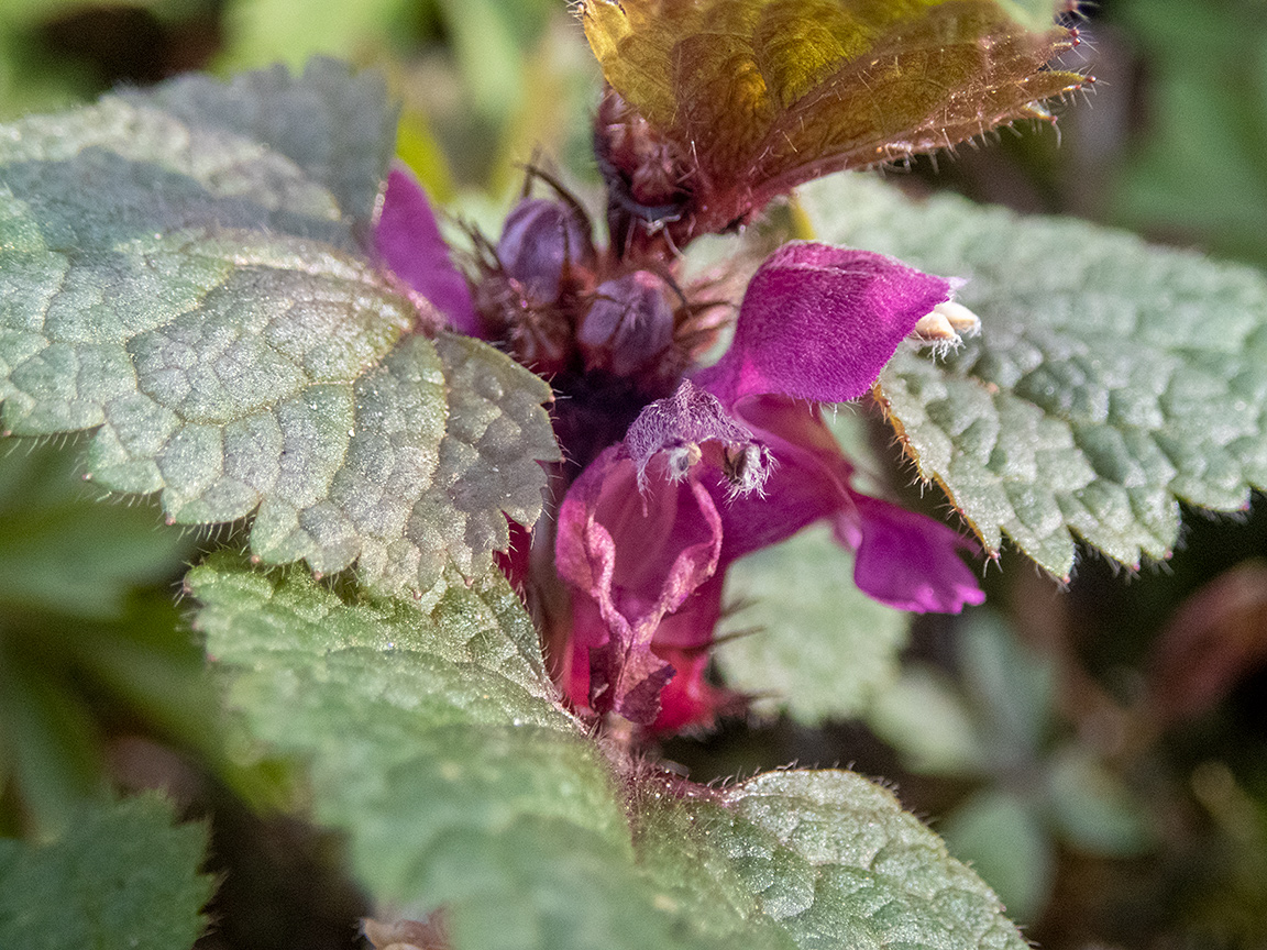 Image of Lamium maculatum specimen.