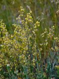 Thalictrum minus