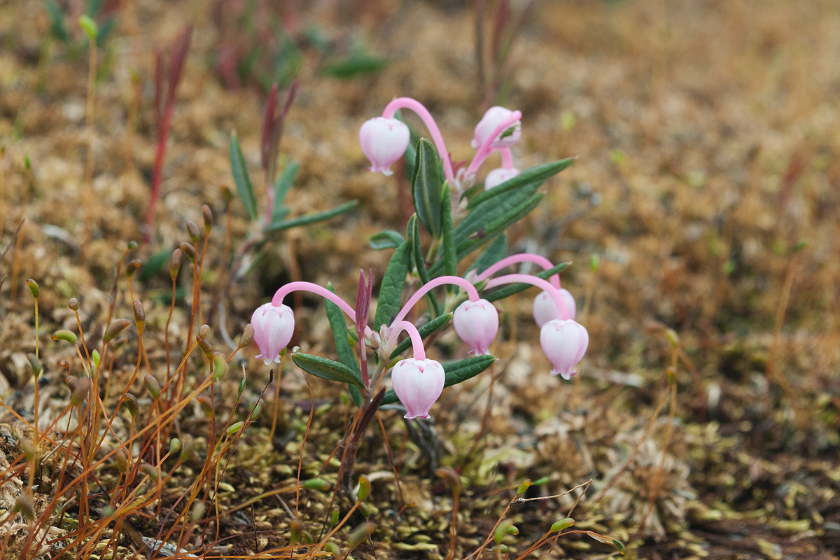 Изображение особи Andromeda polifolia.