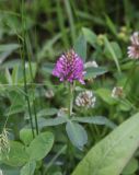 род Trifolium