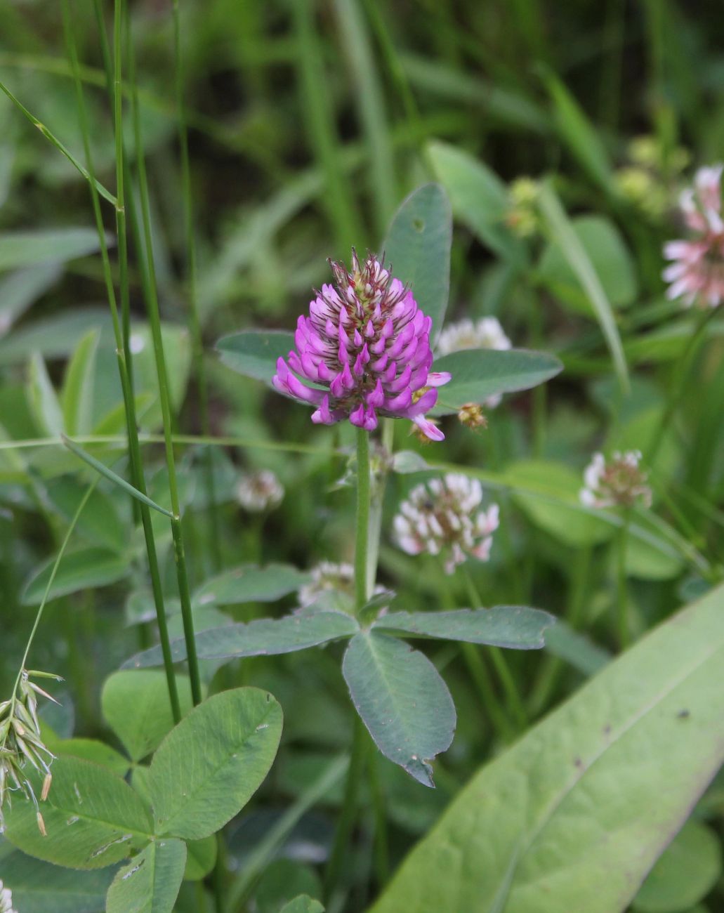 Изображение особи род Trifolium.