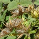 Potentilla brachypetala