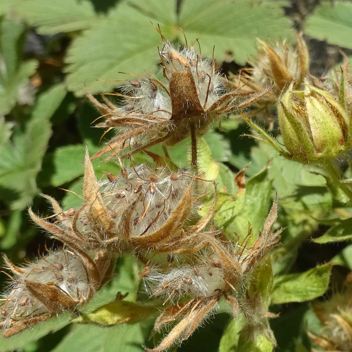 Изображение особи Potentilla brachypetala.