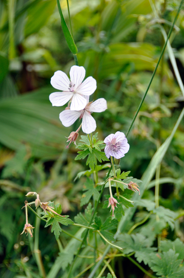 Изображение особи род Geranium.