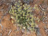 Euphorbia caput-medusae