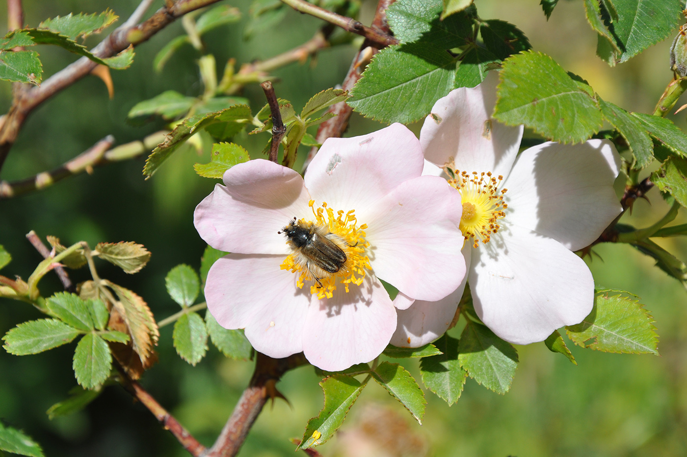 Image of genus Rosa specimen.