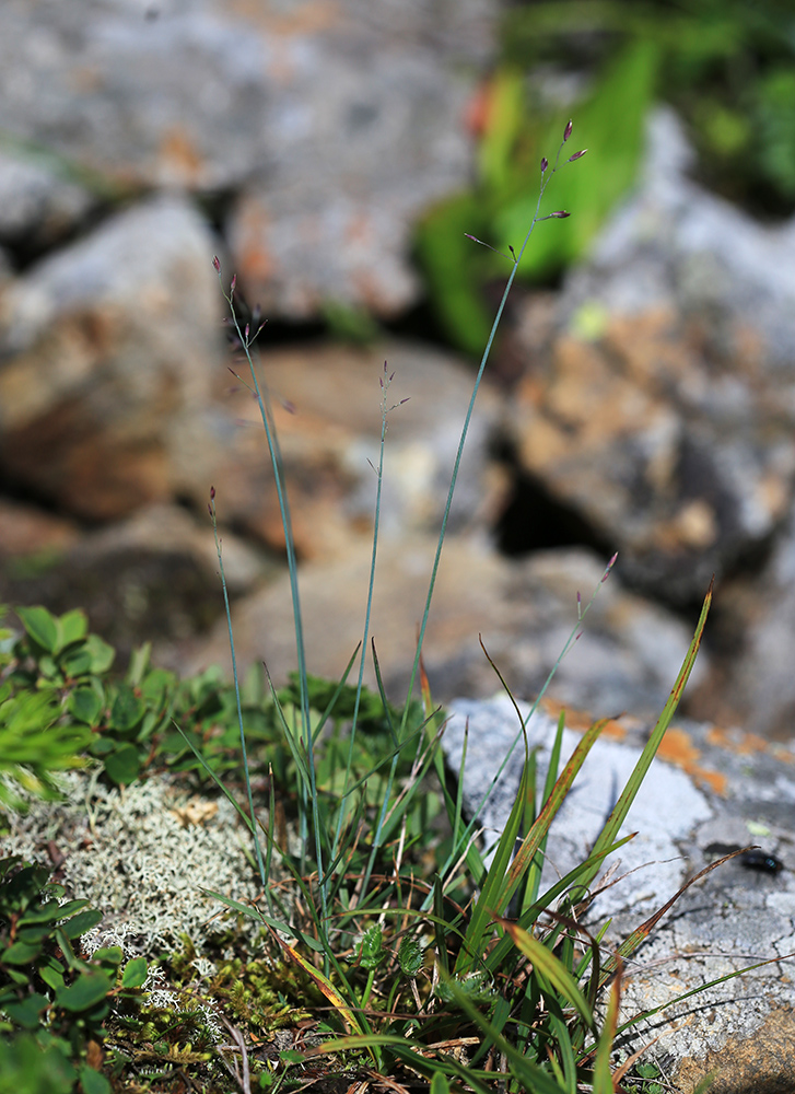 Изображение особи Poa glauca.