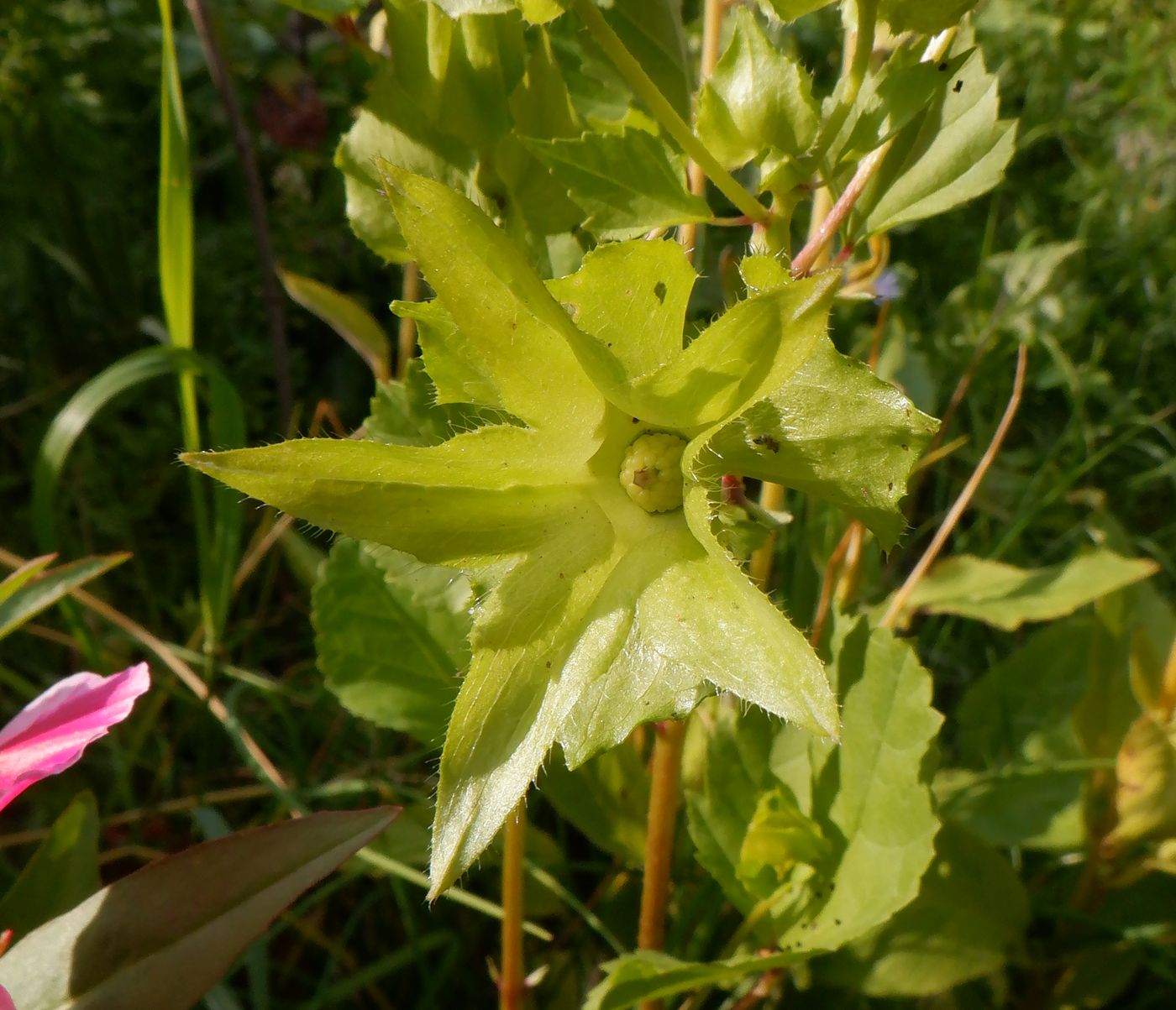 Изображение особи Malope trifida.