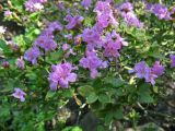 Rhododendron kiusianum