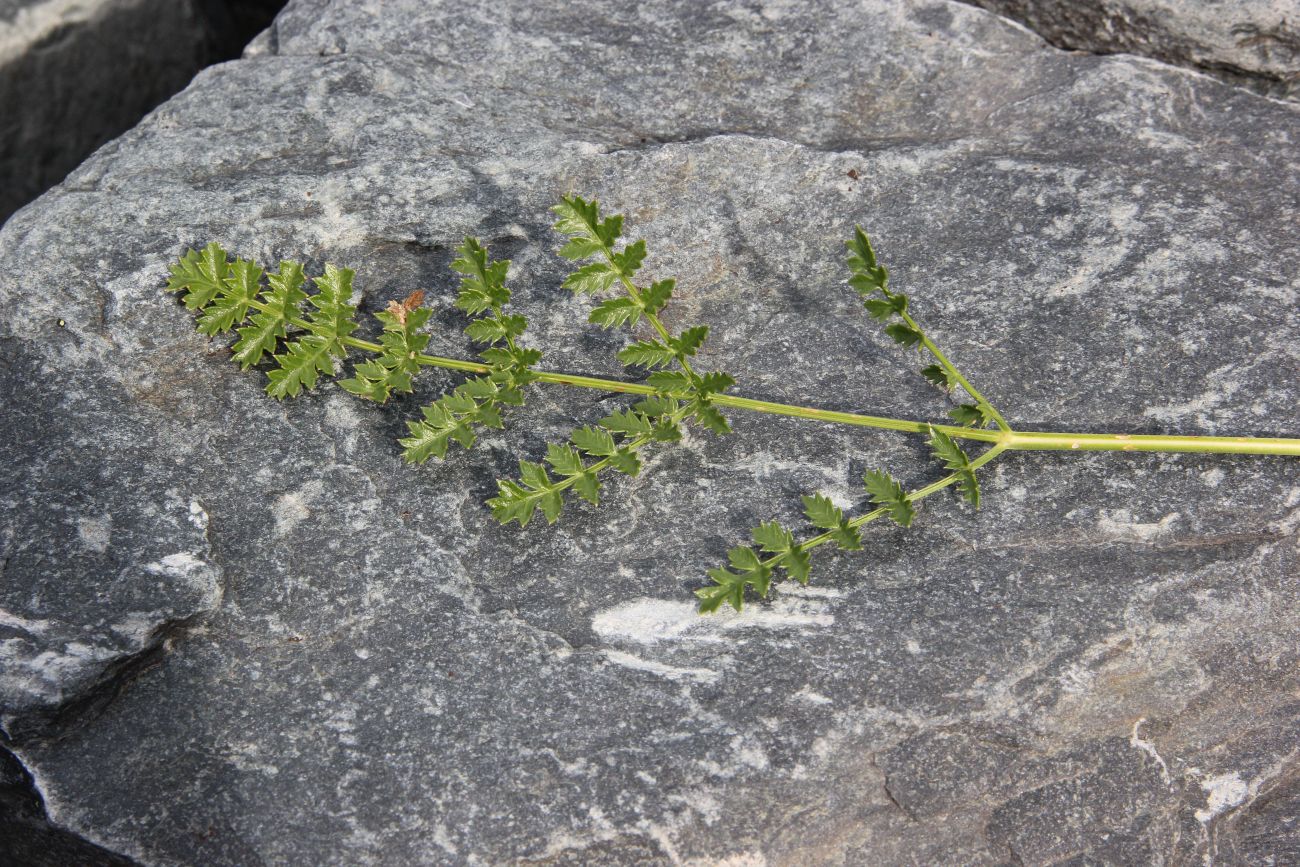 Image of Seseli buchtormense specimen.