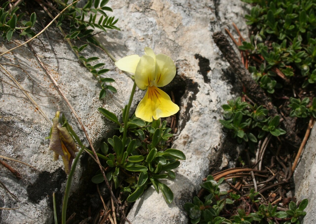 Изображение особи Viola perinensis.