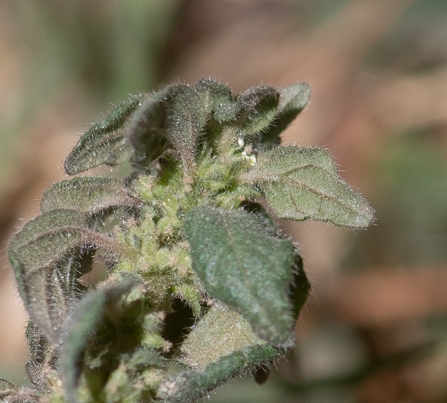 Image of familia Urticaceae specimen.