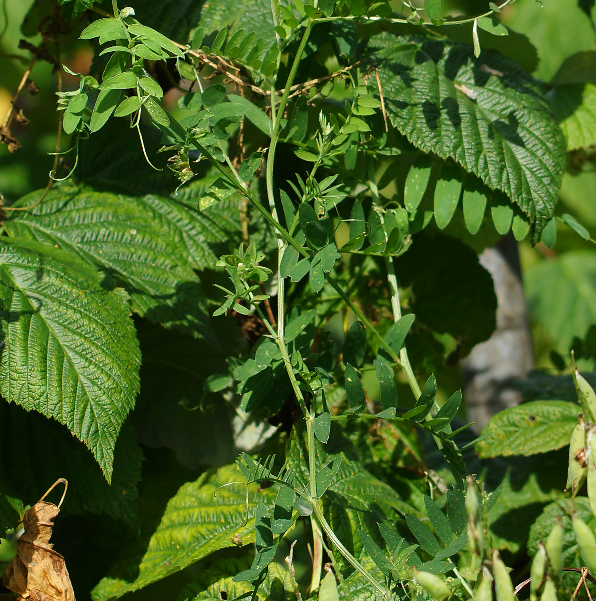 Изображение особи Vicia cracca.