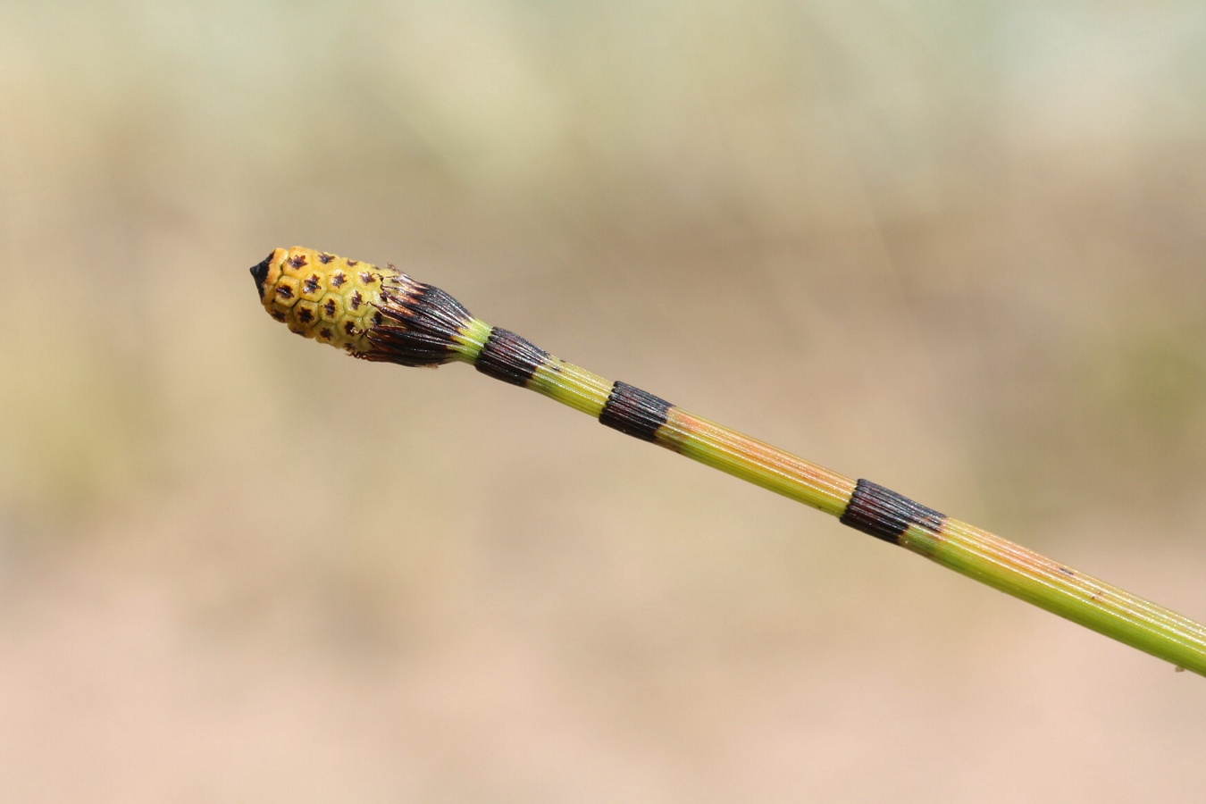 Image of Equisetum hyemale specimen.