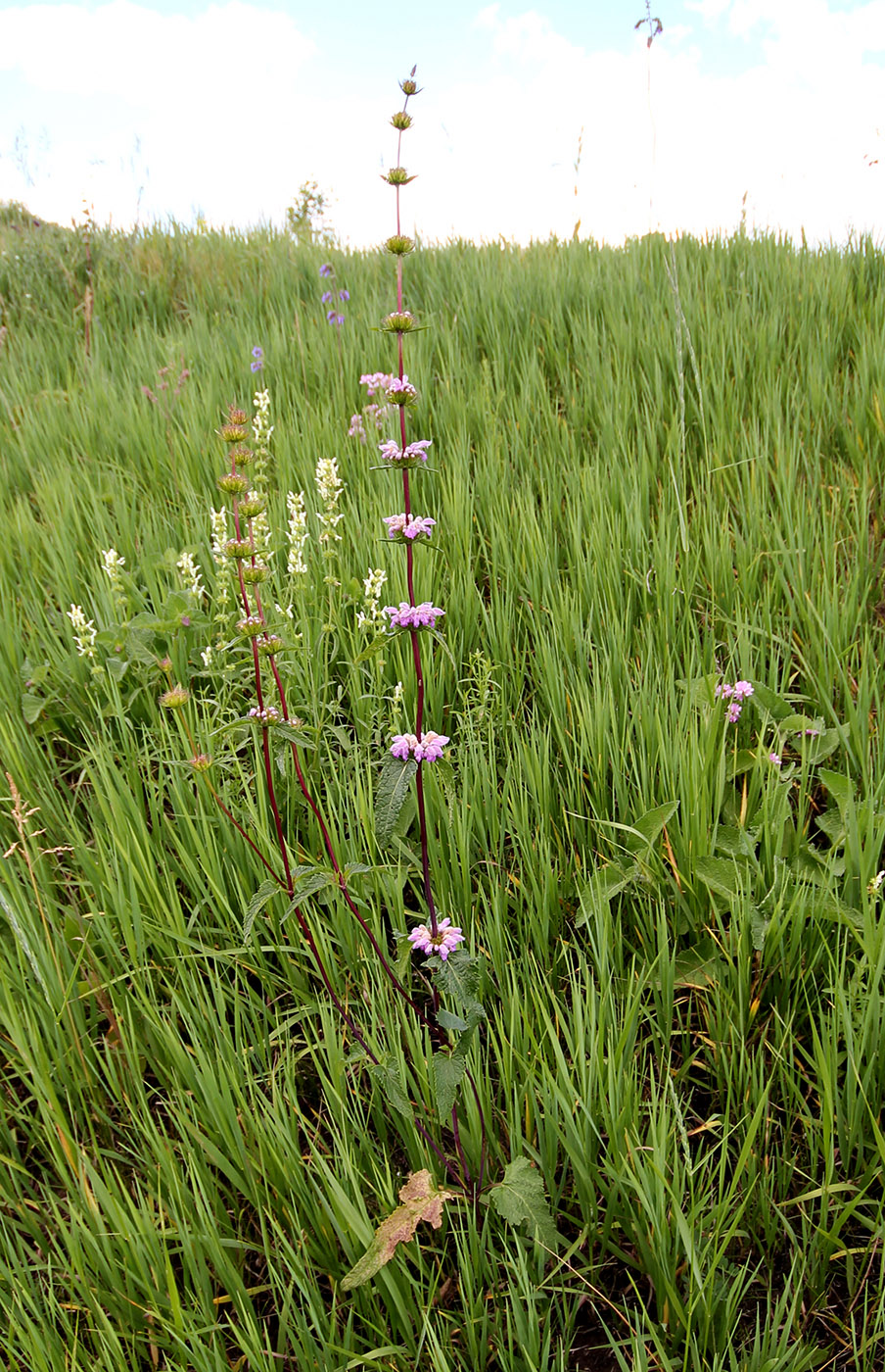 Image of Phlomoides tuberosa specimen.