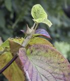 Viburnum furcatum