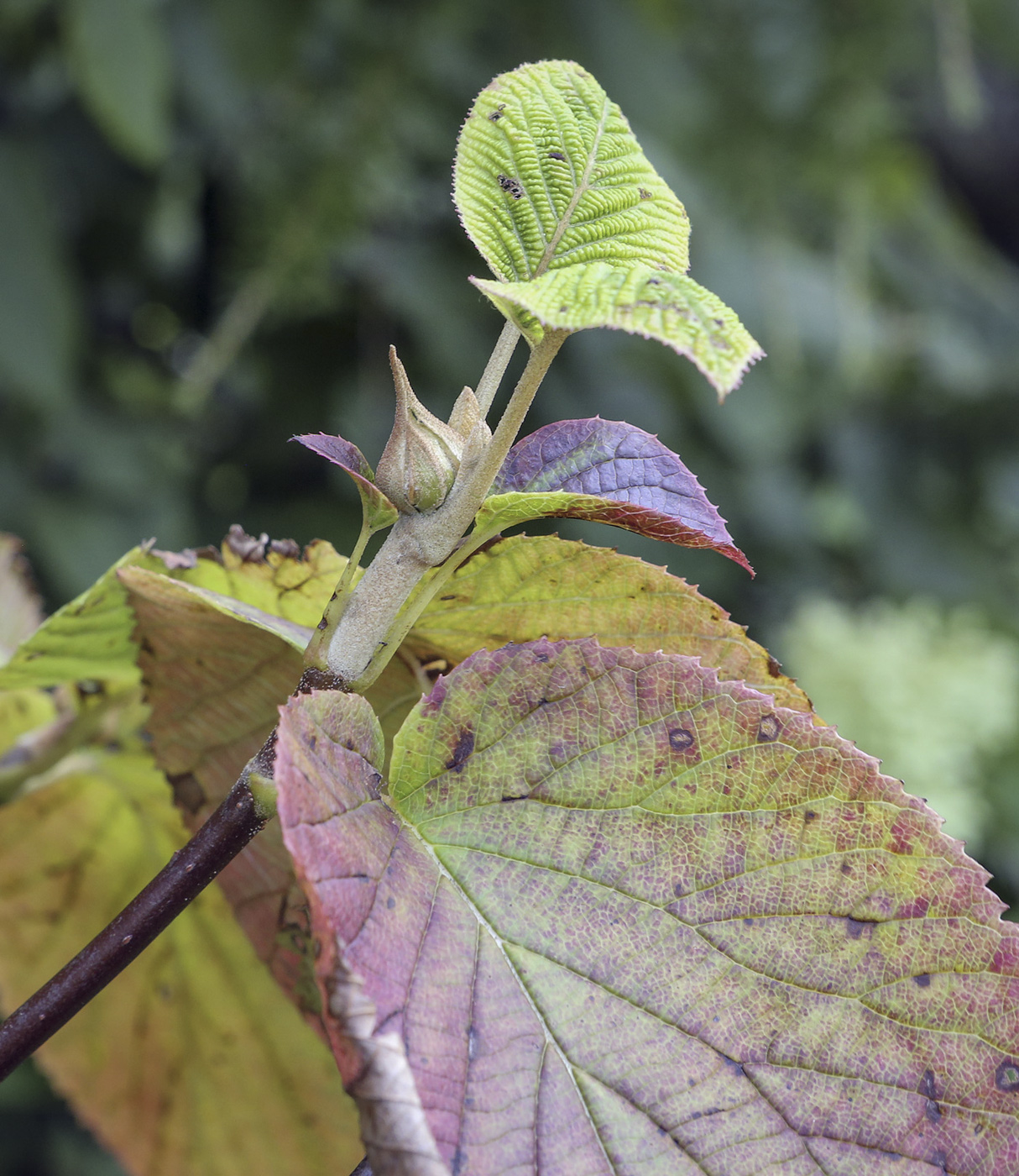 Image of Viburnum furcatum specimen.