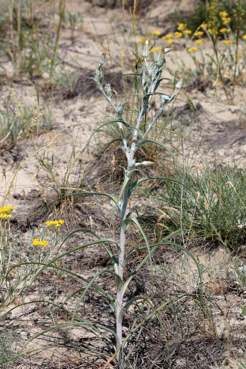 Image of Scorzonera ensifolia specimen.