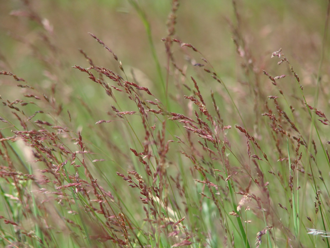 Изображение особи семейство Poaceae.