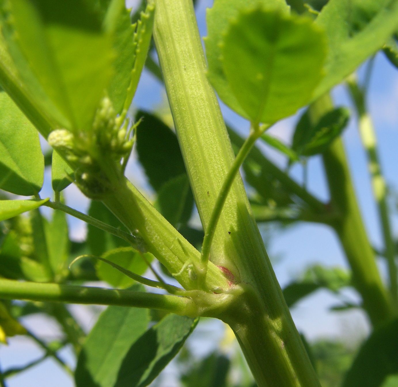 Изображение особи Melilotus officinalis.