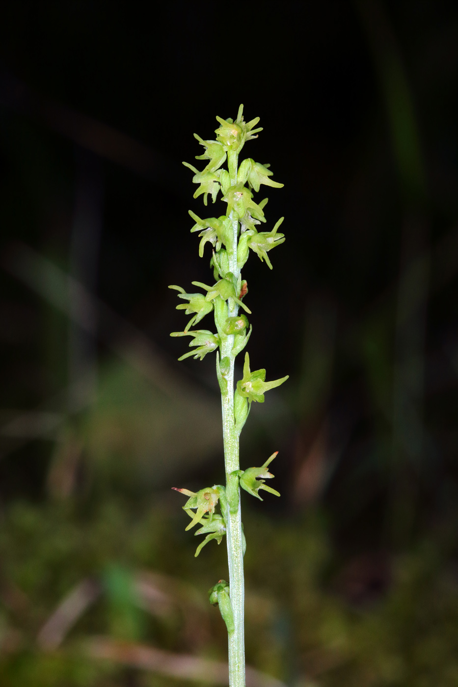 Image of Herminium monorchis specimen.